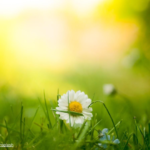 a daisy lying amongst blades of grass